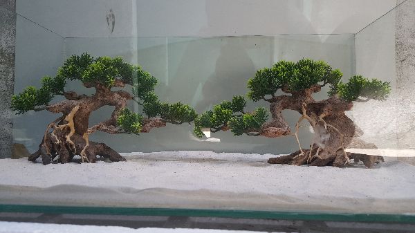 Lũa Bonsai- ngan25cm,cao 20cm