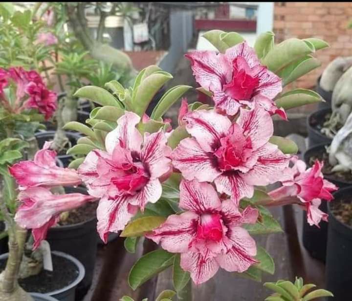 20 hạt sứ thái cánh kép trộn 10 màu.