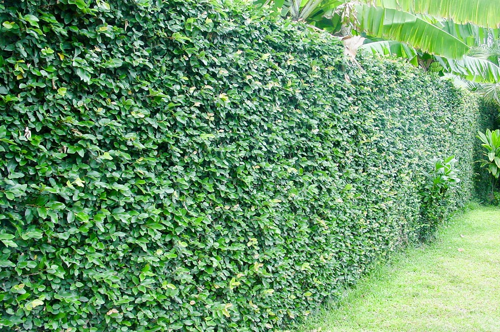 Cây thằn lằn bò leo tường (cây vẩy ốc)