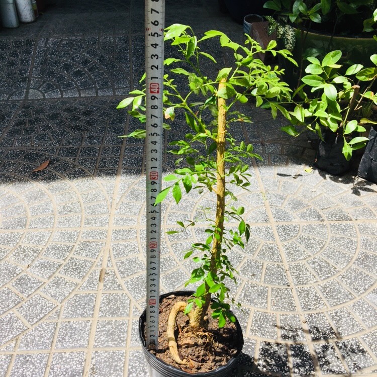 CÂY NGUYỆT QUẾ BONSAI MINI