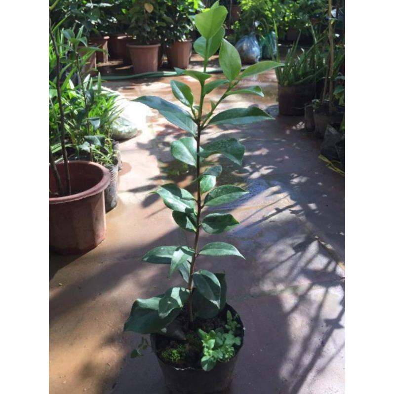 Cây giống hoa Trà My ngũ sắc, trà my thuần Việt bầu đất cao 30 cm, giá rẻ cây đẹp