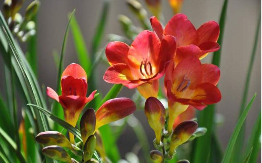 Bộ 3 Củ giống hoa lan nam phi hoa màu đỏ