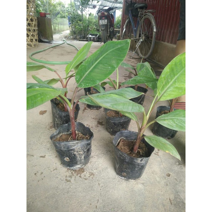 GIỐNG ĐU ĐỦ LÙN THÁI LAN (cây giống siêu sớm có bảo hành )