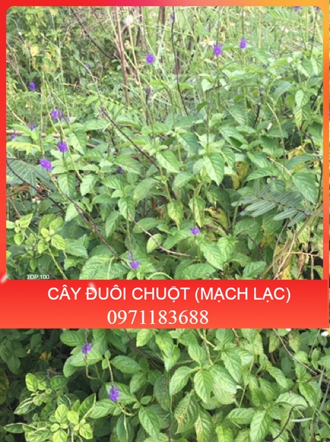 1KG CÂY ĐUÔI CHUỘT HOÀ BÌNH (KHÔ, XANH, SẠCH)