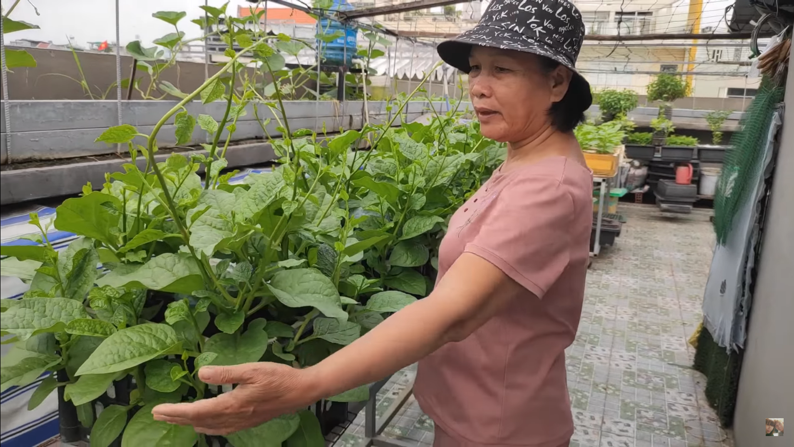 [HCM] Mồng tơi cao sản Phú Nông 20g