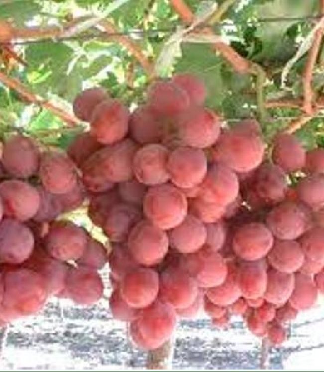 Hạt giống nho leo giàn 10 hạt/gói ( TẶNG gói kích thích hỗ trợ hạt nảy mầm)