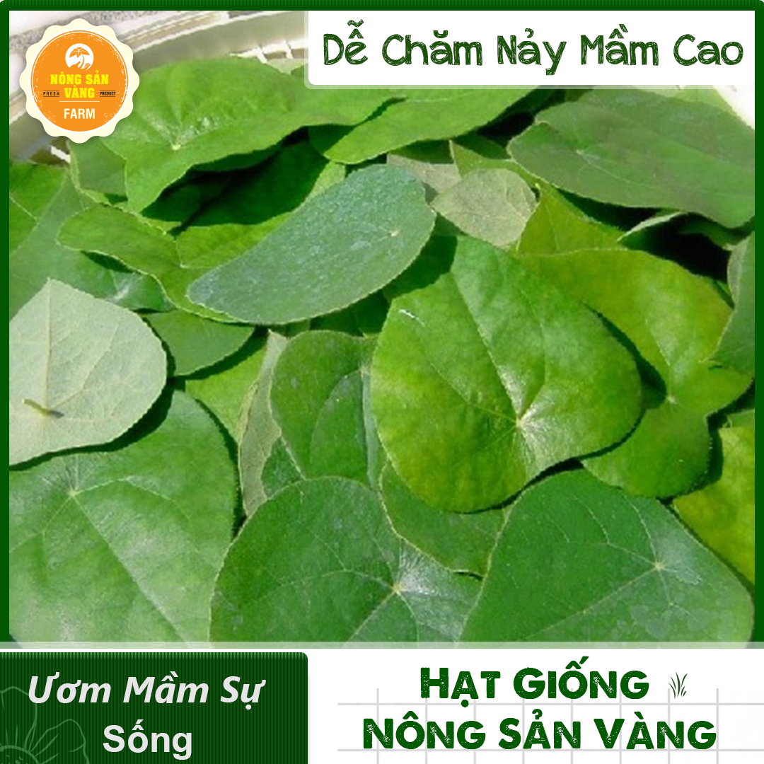 Hạt giống Lá Sương Sâm Lông Rừng, Thân Leo, Lá Có Lông Tơ Nhỏ, Thân Sống Nhiều Năm (Gói 20 Hạt) - Nông Sản Vàng