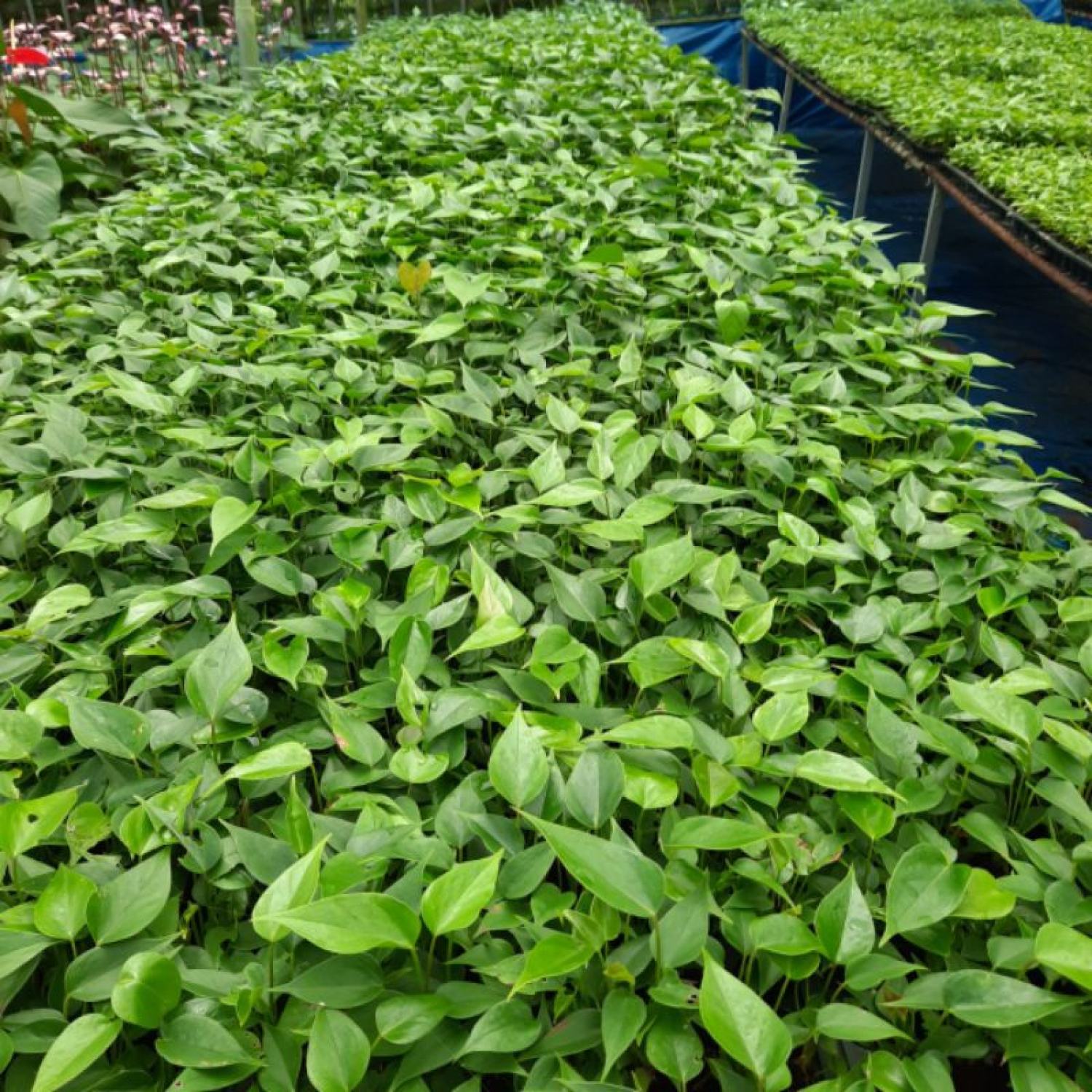 Cây giống Hoa hồng môn tím
