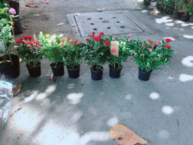 Chậu Hoa Hồng Siêu Nụ(được chọn màu: đỏ,hồng,vàng,cam,đỏ pha)