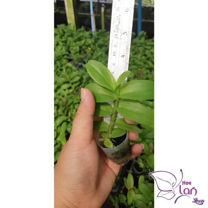 Lan Phi Điệp *Mua 3 Tặng 1* Hồng Mỹ Nhân  [ Cây Giống ]
