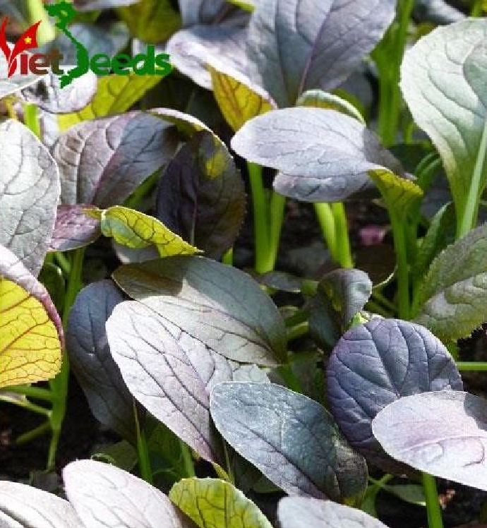 High Yield Red Mustard Seeds - Pack of 300 Seeds