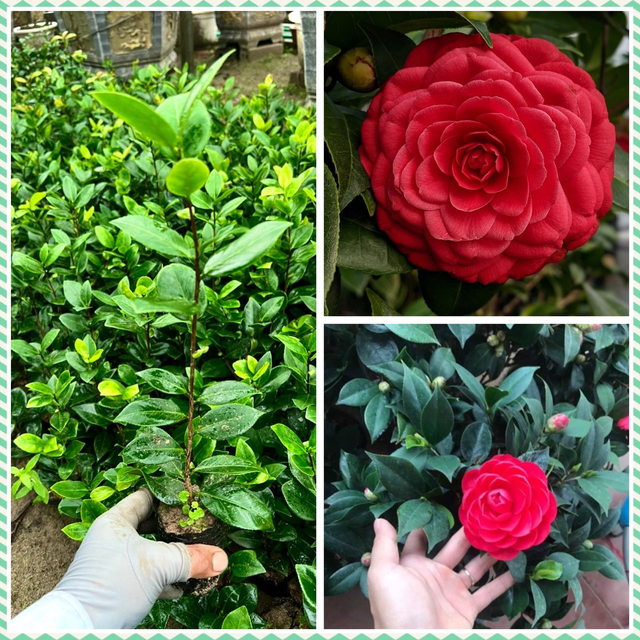 Cây trà my giống đỏ trà cao 20cm