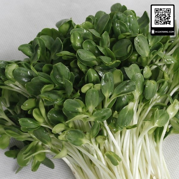 Hạt giống rau mầm hướng dương