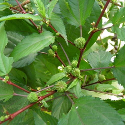 Hạt Giống Rau Đay Đỏ F1. Túi 20 Gram Kèm Quà Tặng