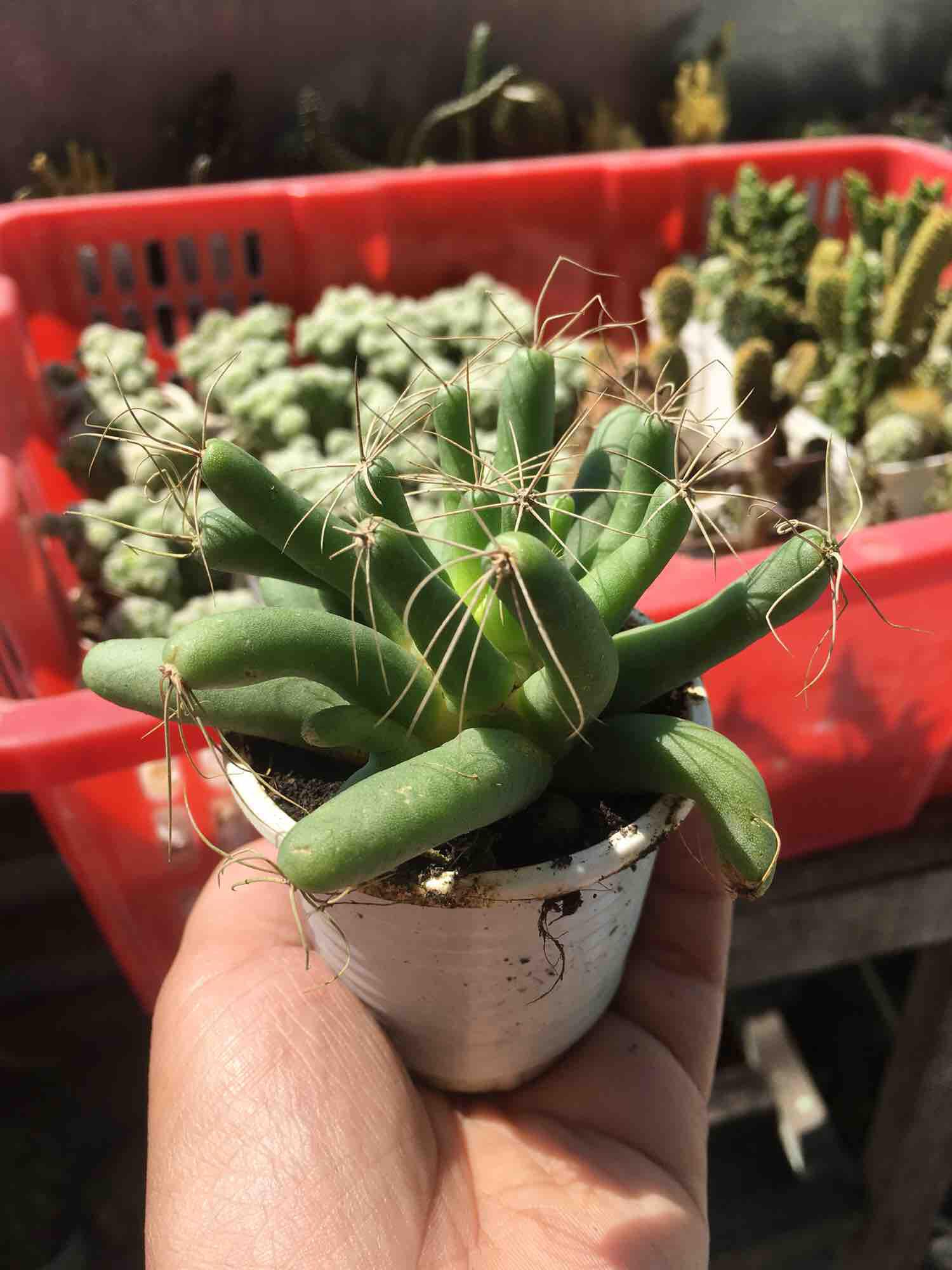 Xương Rồng Chuối