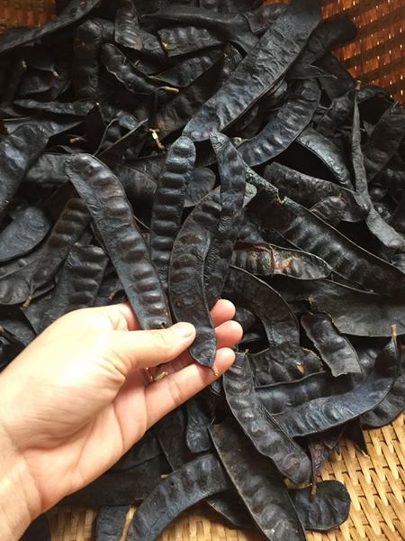 1kg bồ kết huế khô