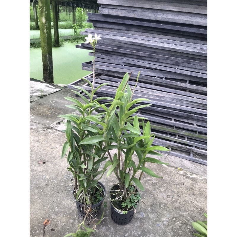 Hoa lan Epi trắng