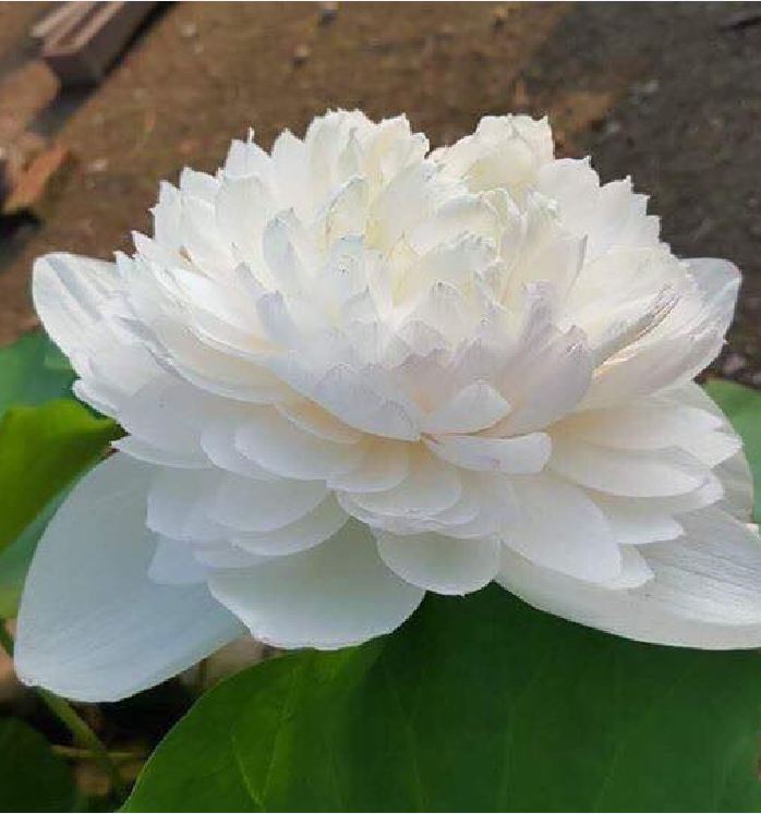 Hạt giống sen bách diệp hoa màu trắng ( 5 hạt/gói )