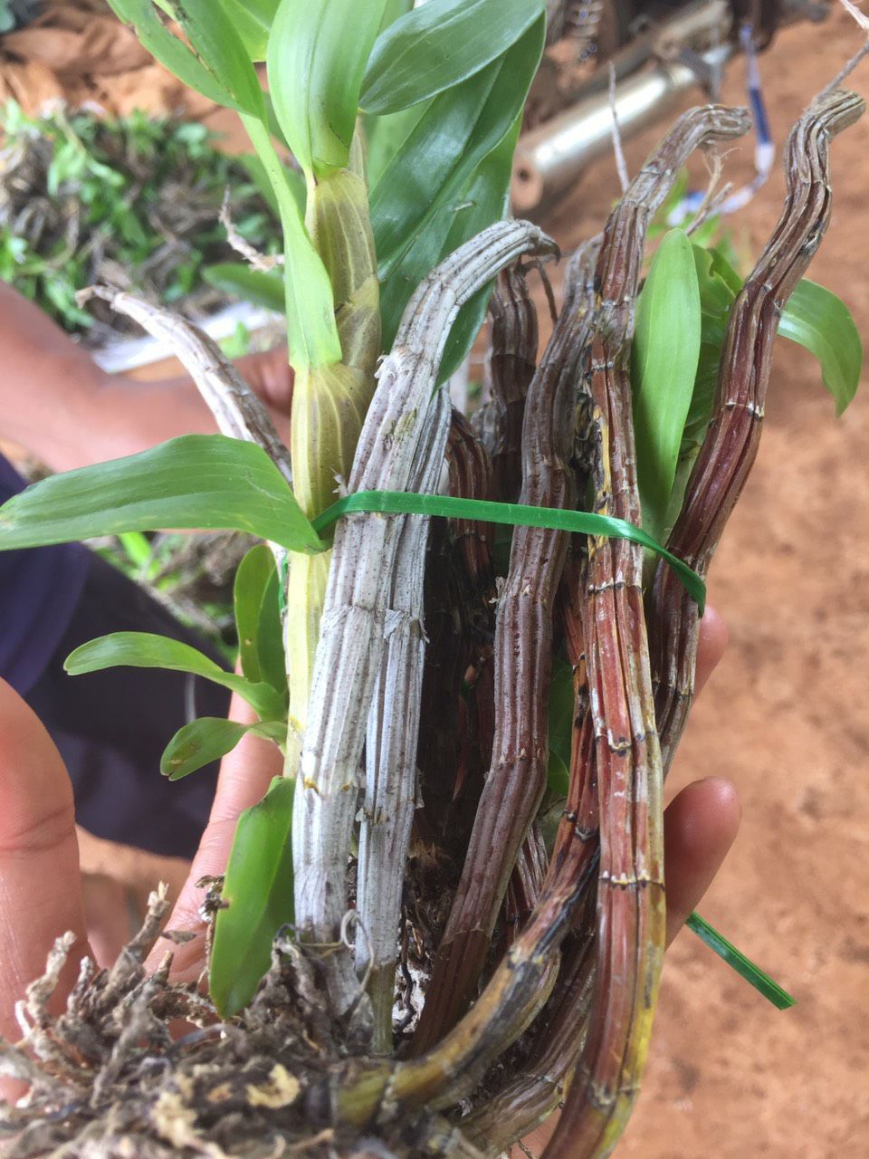 Hoa lan Báo hỷ 35k 1 bó ship từ 3 bó