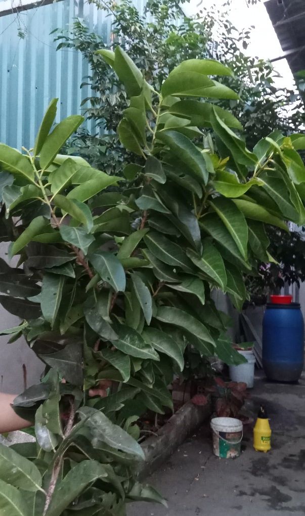 Lá vối - trà lá vối khô sạch