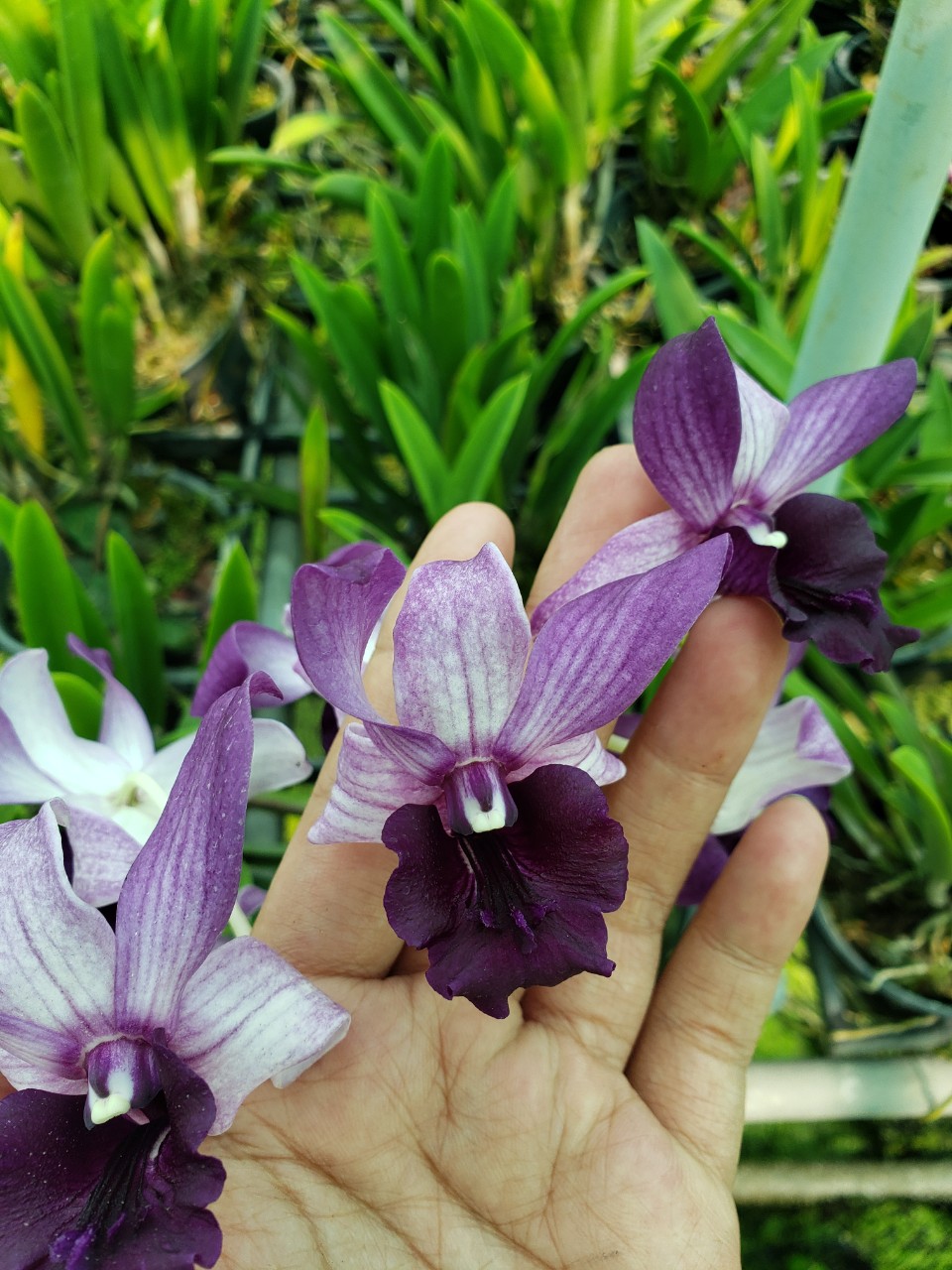 Lan Dendro Bò Blue Hoa Đẹp, Lưỡi To