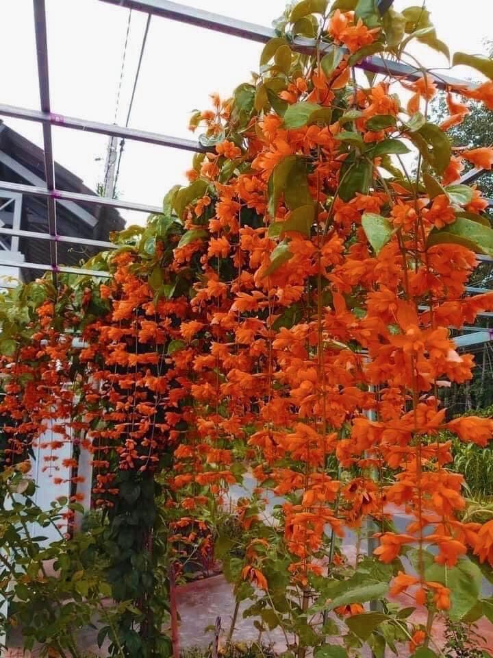 Cây giống hoa lan hoàng dương
