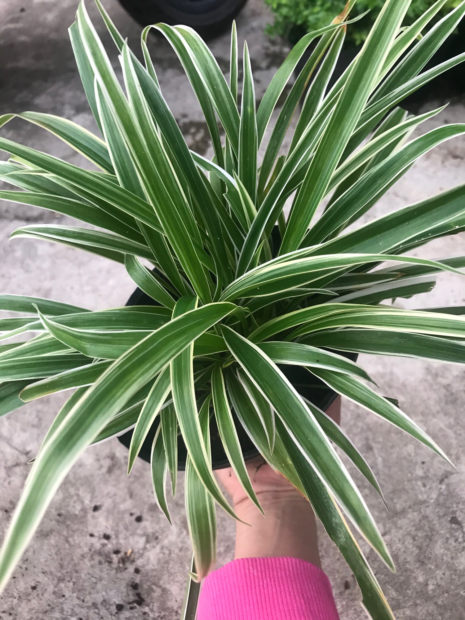Cỏ lan chi + tặng phân bón cho cây khỏe