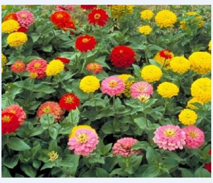 Hạt Giống Hoa Cúc ZINNIA Thấp Cây 50 hạt