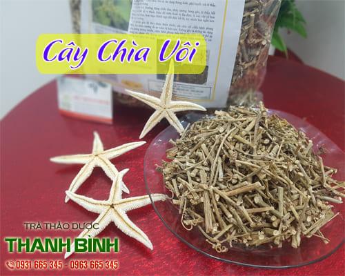 Cây Chìa Vôi 1KG - Thảo Dược Thanh Bình