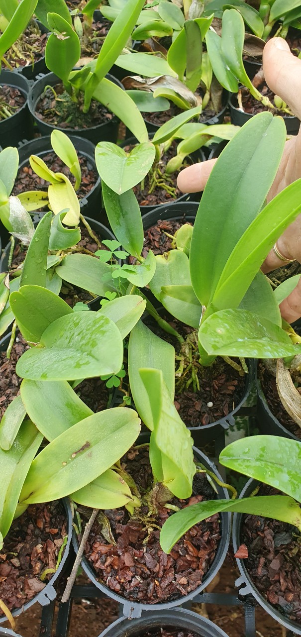 cattleya 5 màu size trung 2 năm tuổi