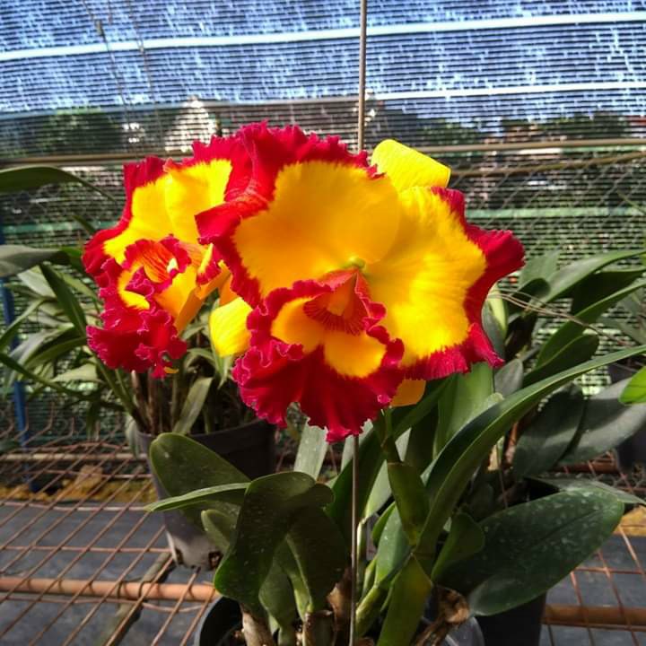 cattleya chậu trưởng thành- thơm bể mũi