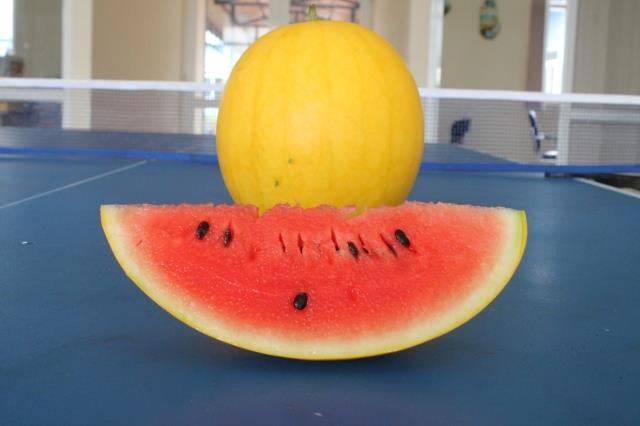 Bộ 3 gói Hạt giống dua hấu vỏ vàng ruột đỏ tặng kèm 1 gói kích thích hạt nảy mầm