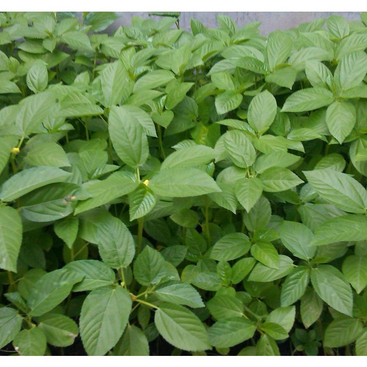 Hạt giống Rau đay trắng/ rau đay đỏ_10g
