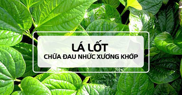 [HCM]Cây lá lốt tươi phơi khô hàng chuẩn loại 1(1kg) hỗ trợ giảm dt đau nhức xương khớp