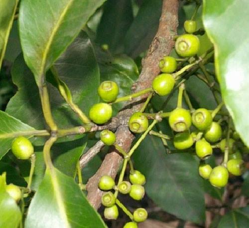 Cây giống vối nếp