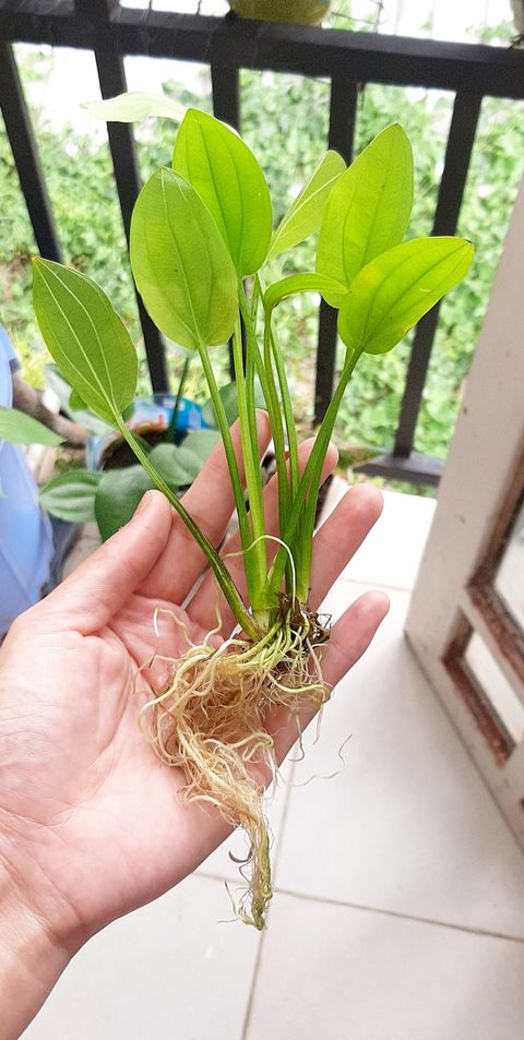 Bách thuỷ tiên  mang đến may mắn thịnh vượng (cây trưởng thành)