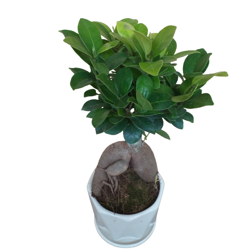 Cây Si Nhật, cây si bonsai, cây phong thủy