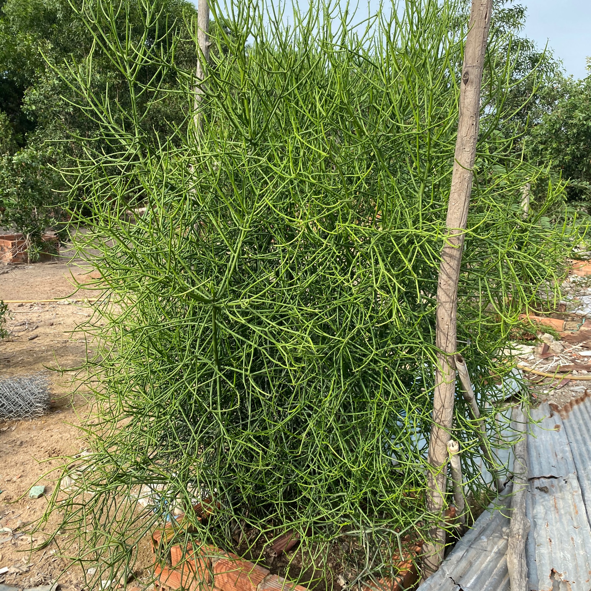 CÂY GIAO - CÂY XƯƠNG CÁ