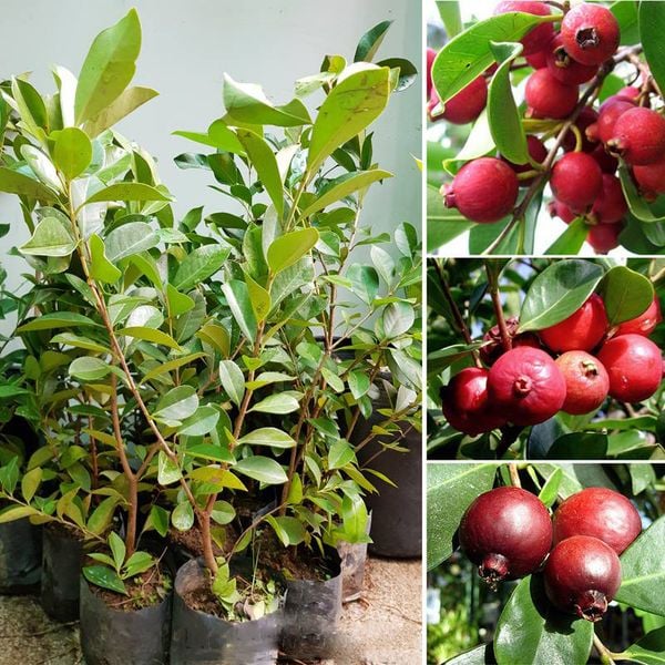 Cây giống ổi sim Nhật- ổi dâu tây trái thơm, chua ngọt, mọng nước- Hoa kiểng Nguyễn Lộc