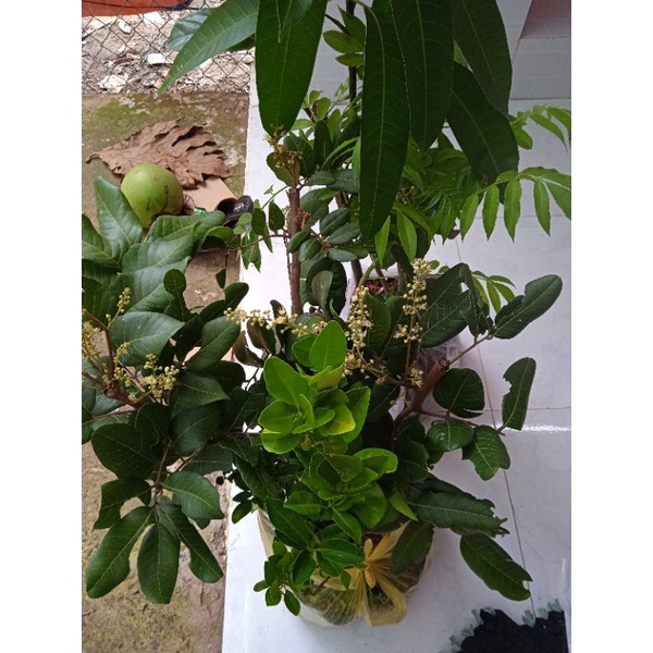 Nhãn Xuồng Cơm Vàng, hạt lép