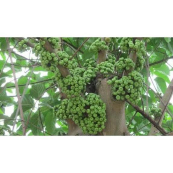 Cây Vả giống ( sung vả)