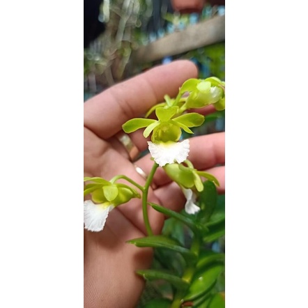 Hoa Lan cù lao minh(1 cây) HOA TẾT