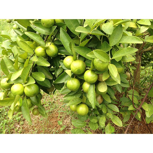 CÂY CHANH ĐÀO ( CÂY GIỐNG )