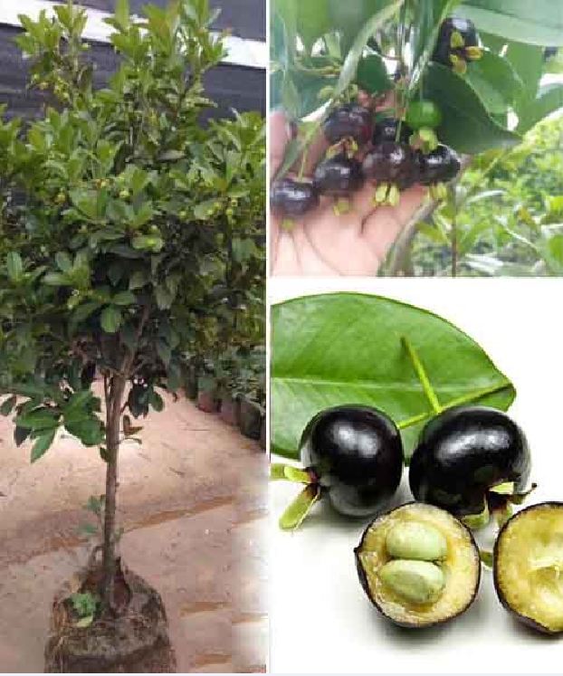 Hạt giống cây ăn trái cherry nhiệt đới gói 10 hạt