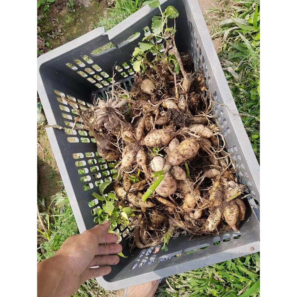 Củ Giống Thược Dược Ngoại (Giống Hoa)