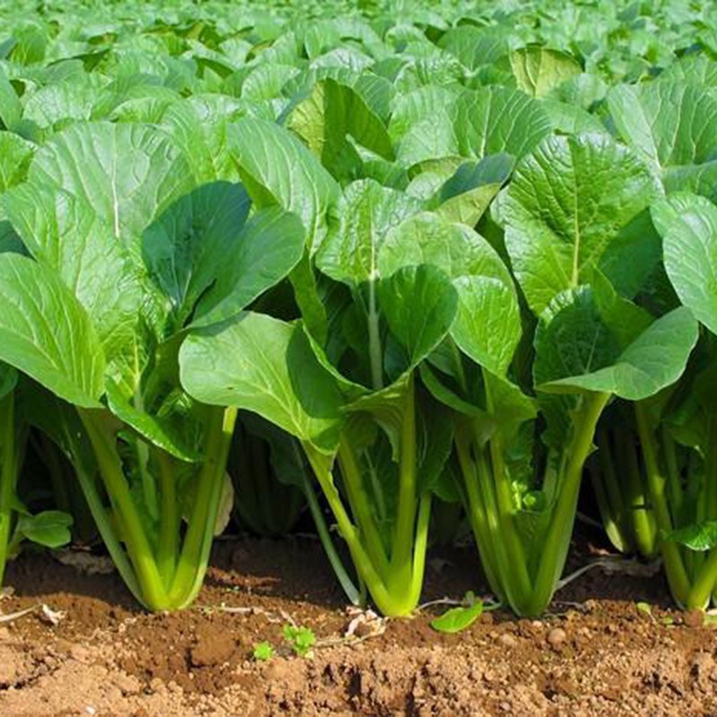 Hạt giống rau cải ngọt-20gram