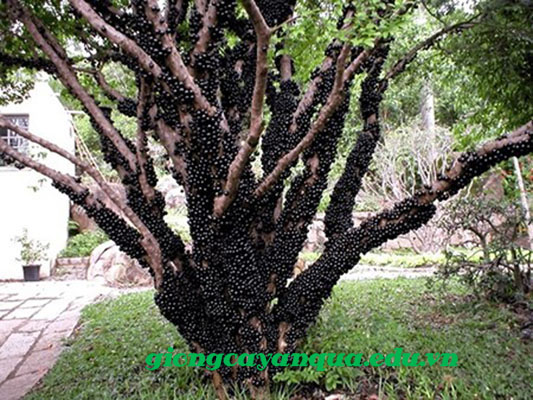 Cây nho thân gỗ tứ quý lá lớn (tem chuẩn giống)