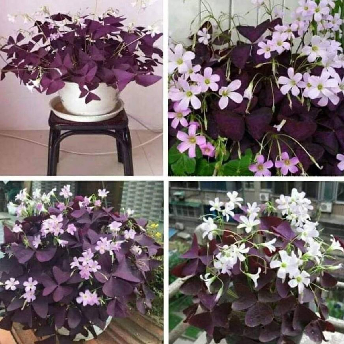 Comho 10 Mothflower Seedlings (Easy to Grow, Grow Anywhere, Strong Growth)