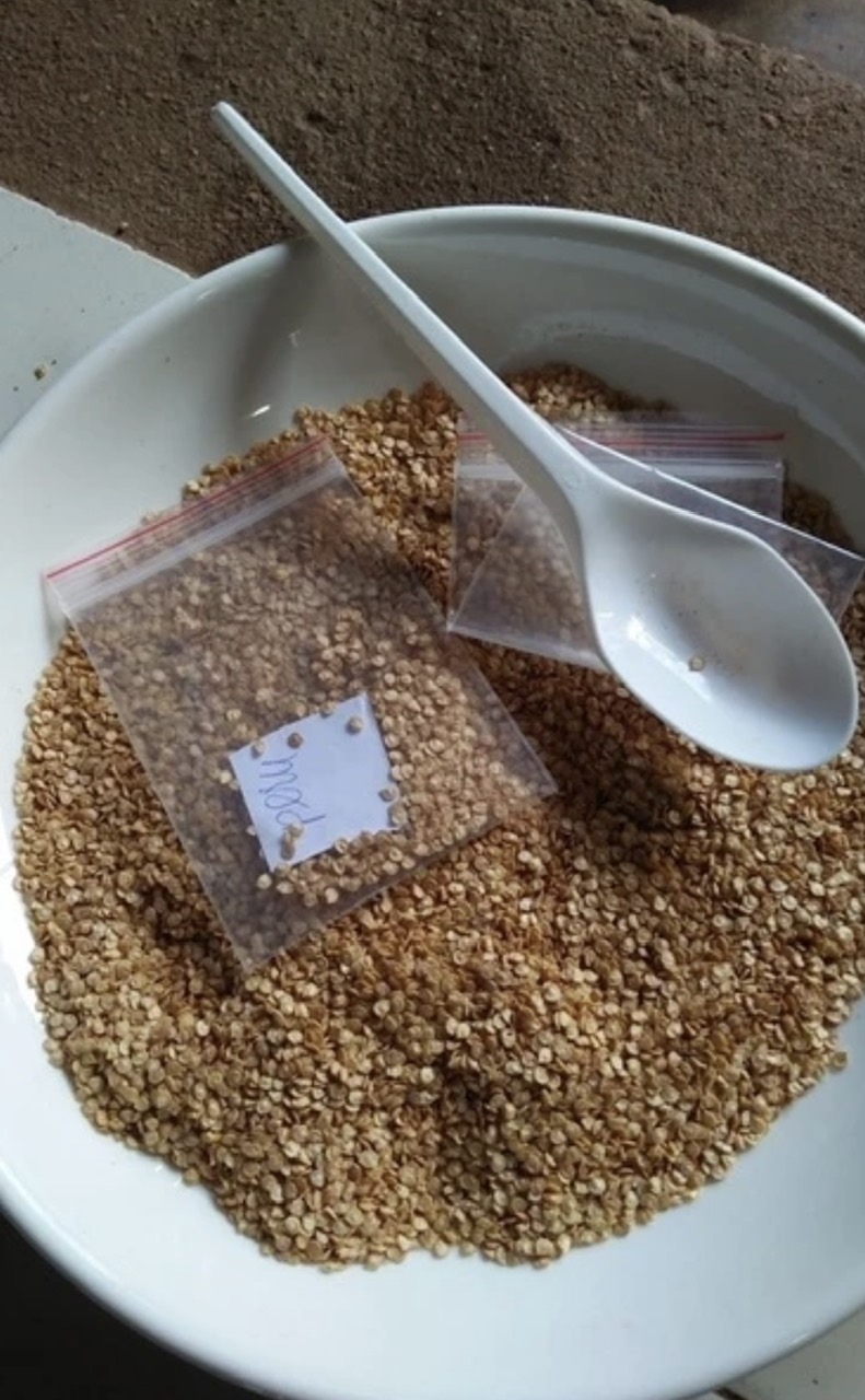 [MUA 5 TẶNG 1] Túi Zip 5 Trái Ớt Peru Aji Charapita Đắt Đỏ Nhất Thế Giới