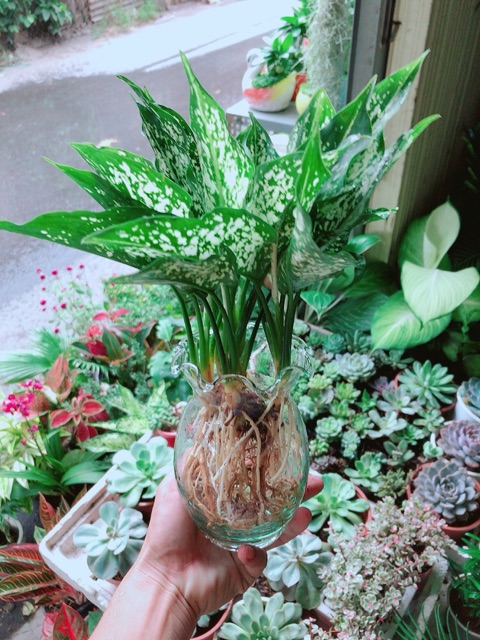 Chậu Cây Ngọc Ngân Thuỷ Sinh